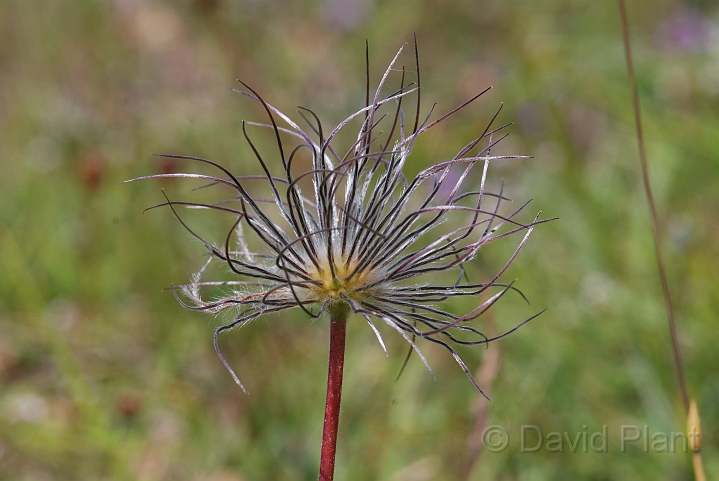 Pasqueflower seeds - C.JPG - Pasqueflower seeds - Gloucestershire